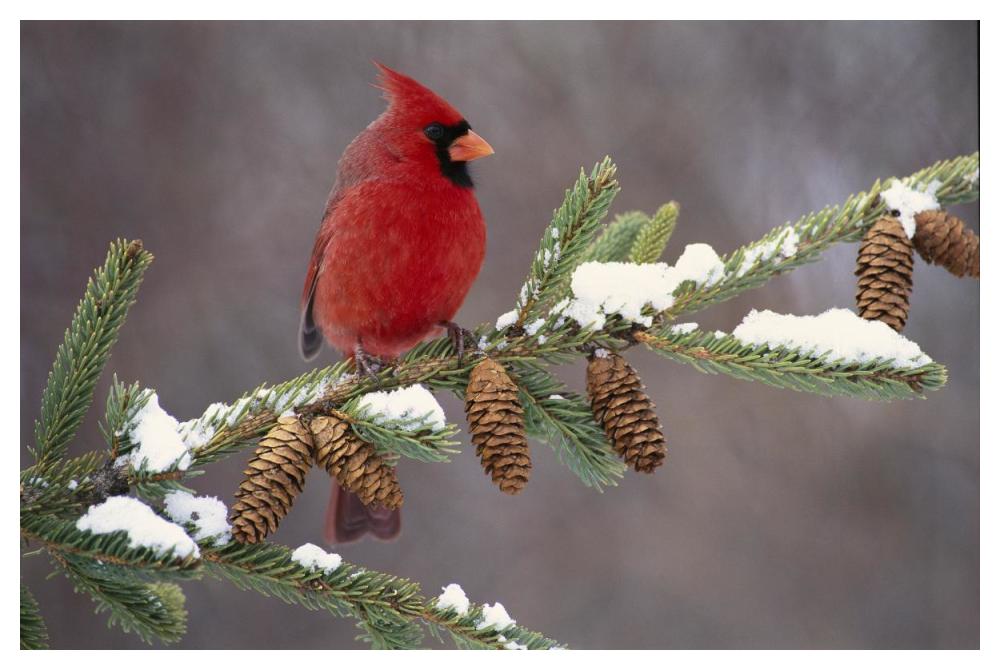 Northern Cardinal Male, South Lyon, Michigan-Paper Art-50X34