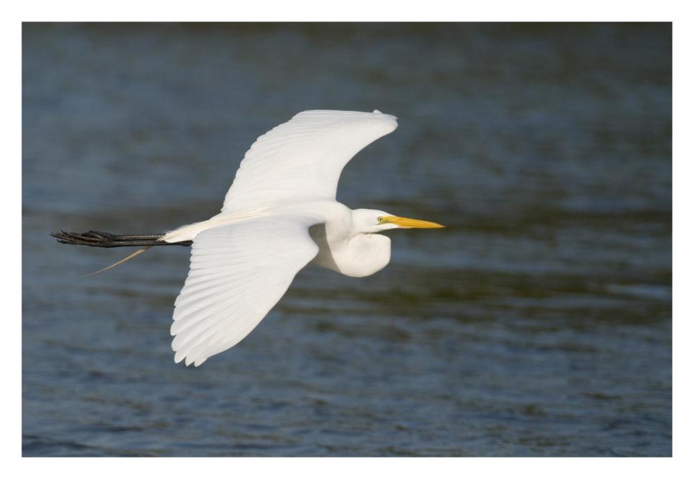 Great Egret Flying, Fort Myers Beach, Florida-Paper Art-32X22
