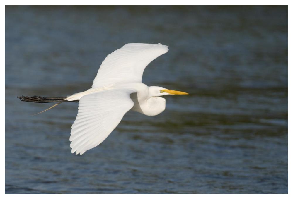 Great Egret Flying, Fort Myers Beach, Florida-Paper Art-62X42