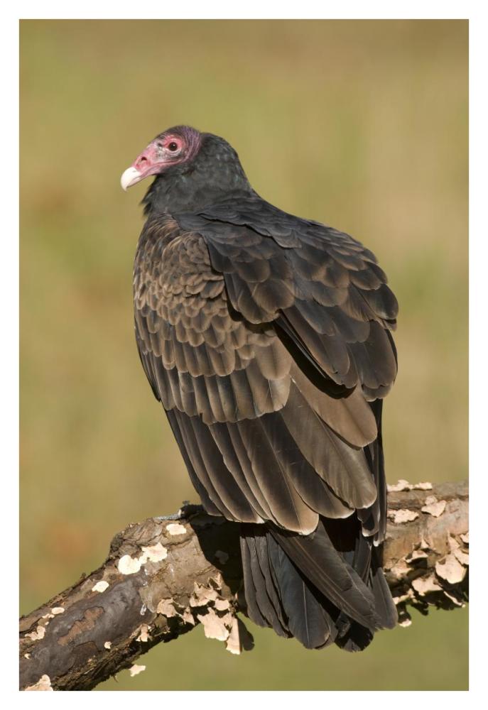 Turkey Vulture, Howell Nature Center, Michigan-Paper Art-26X38