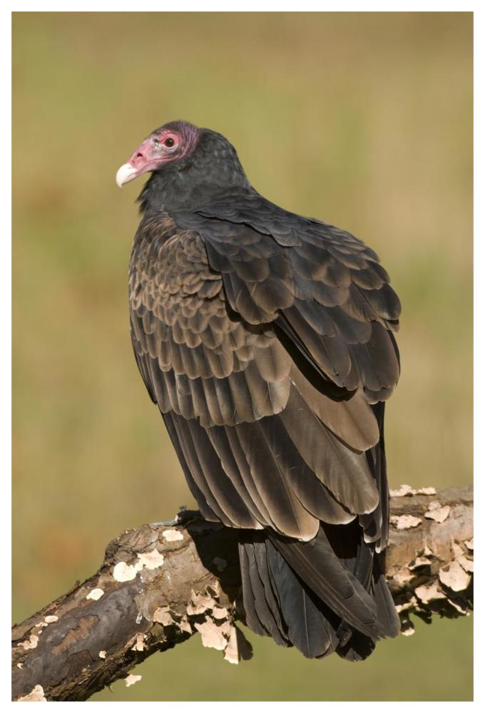 Turkey Vulture, Howell Nature Center, Michigan-Paper Art-42X62