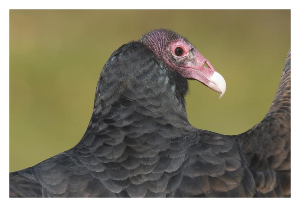 Turkey Vulture, Howell Nature Center, Michigan-Paper Art-32X22