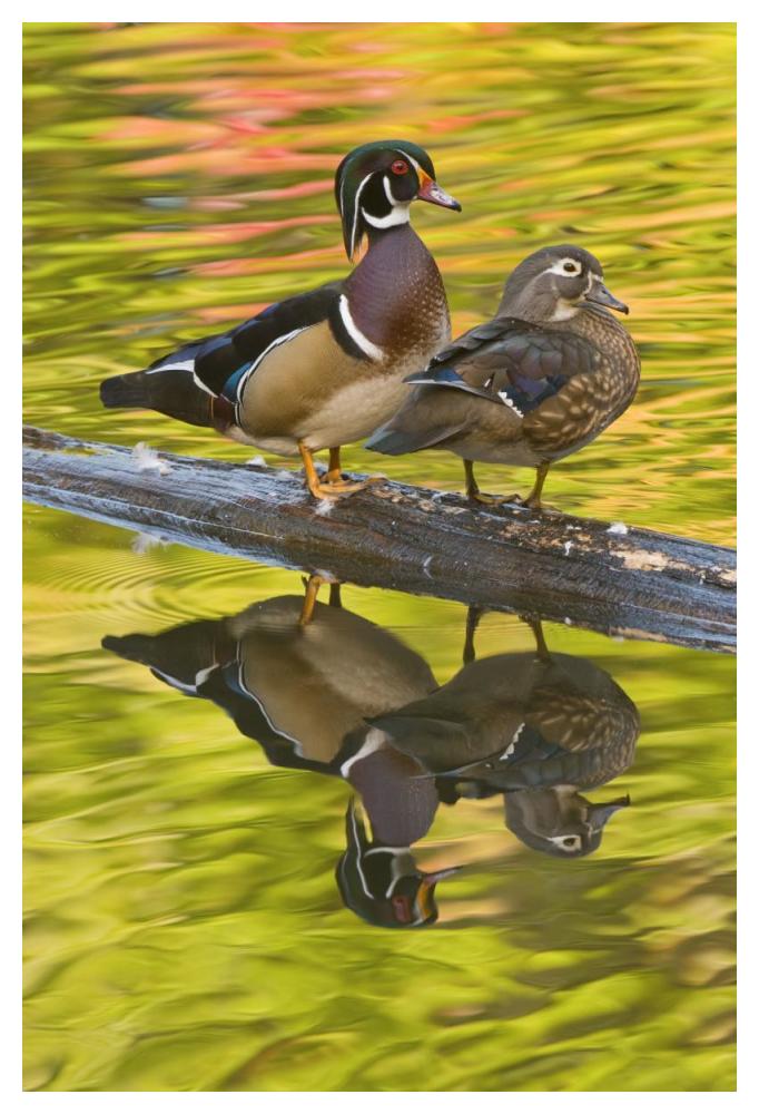 Wood Duck Pair, North Chagrin Reservation, Ohio-Paper Art-34X50