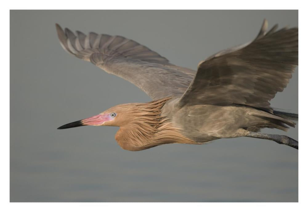 Reddish Egret Flying, Fort Desoto Park, Florida-Paper Art-32X22