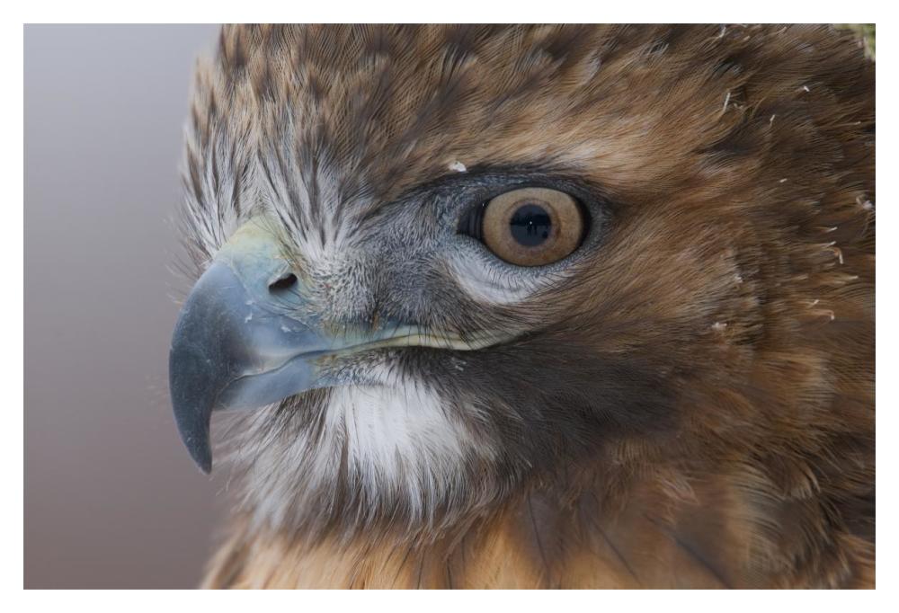Red-Tailed Hawk, Howell Nature Center, Michigan-Paper Art-20X14