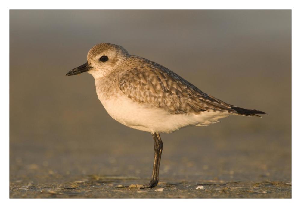 Black-Bellied Plover, Fort Desoto Park, Florida-Paper Art-32X22