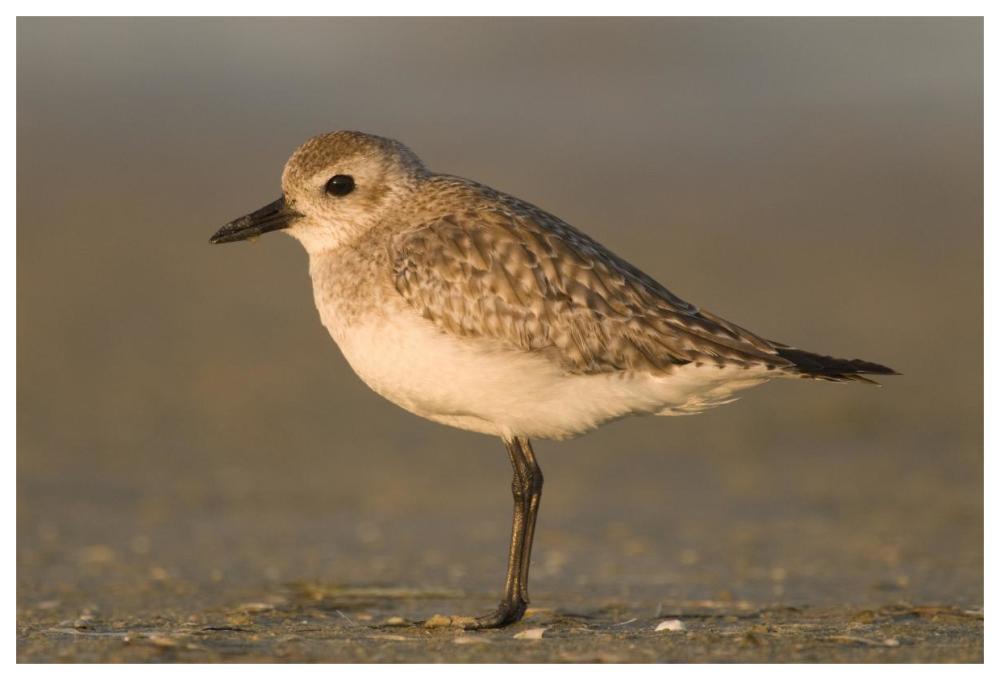 Black-Bellied Plover, Fort Desoto Park, Florida-Paper Art-62X42