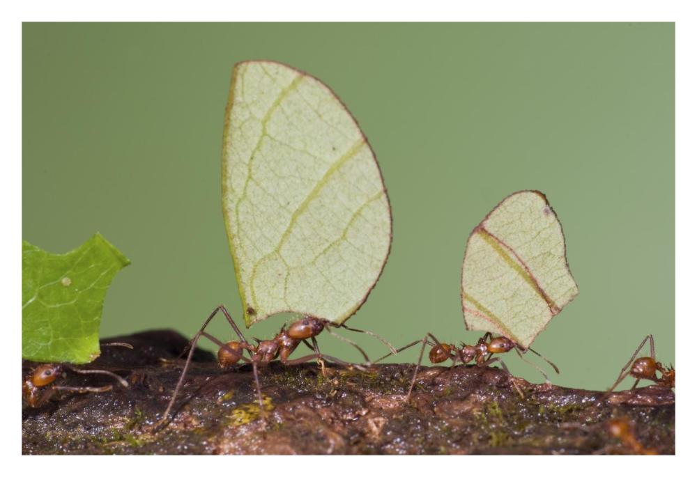 Leafcutter Ant Group Carrying Leaves, Costa Rica-Paper Art-32X22