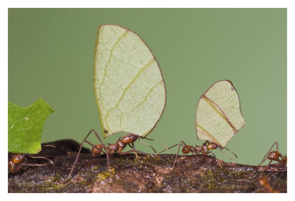 Leafcutter Ant Group Carrying Leaves, Costa Rica-Paper Art-38X26