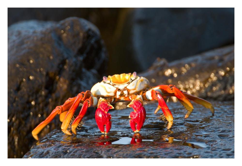 Sally Lightfoot Crab, Galapagos Islands, Ecuador-Paper Art-32X22