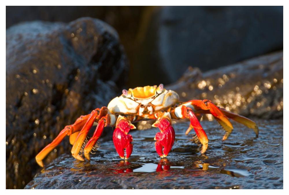 Sally Lightfoot Crab, Galapagos Islands, Ecuador-Paper Art-50X34