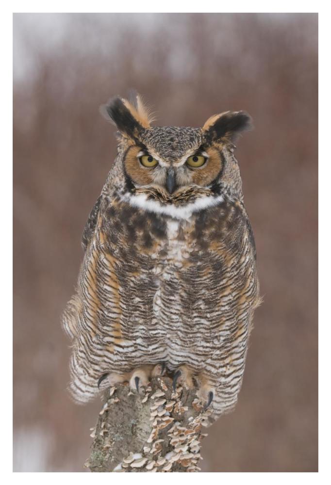 Great Horned Owl, Howell Nature Center, Michigan-Paper Art-14X20