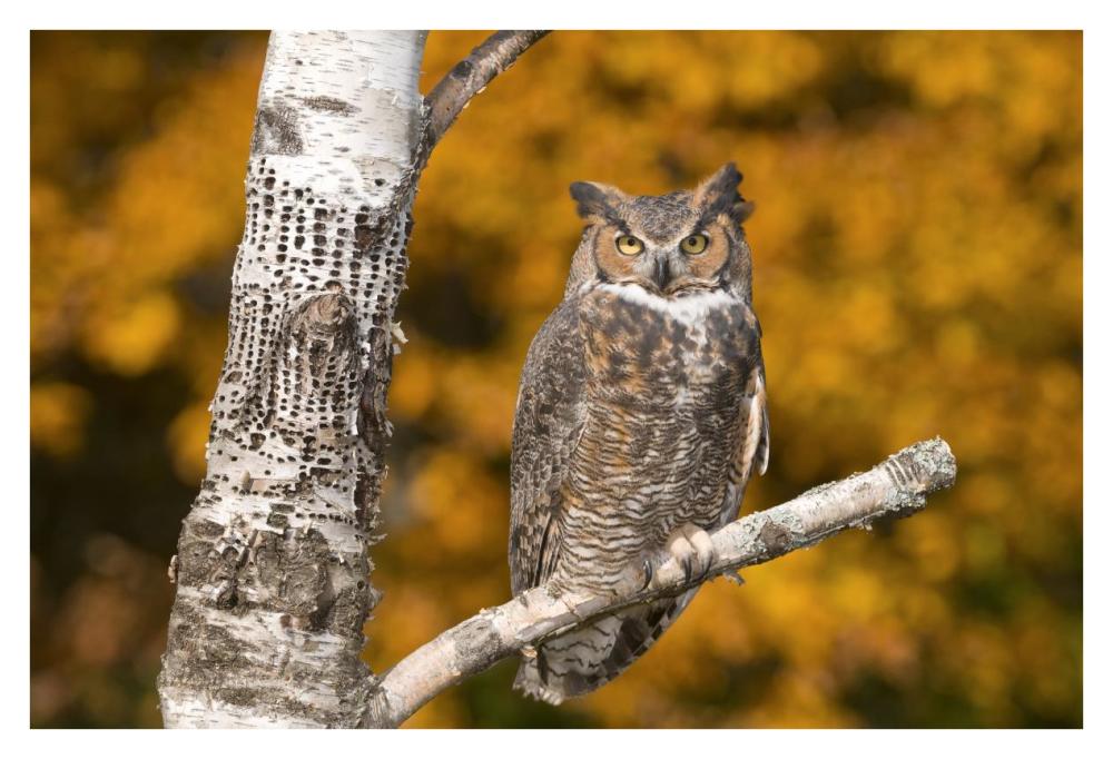 Great Horned Owl, Howell Nature Center, Michigan-Paper Art-38X26