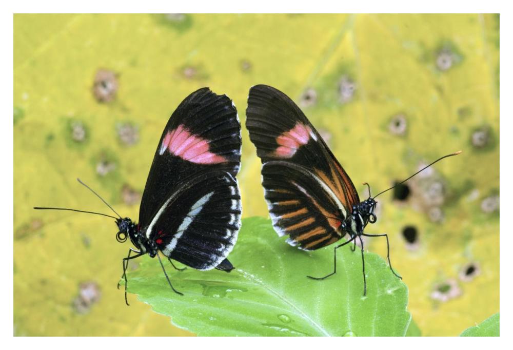 Crimson-Patched Longwing Butterfly Pair, Ecuador-Paper Art-20X14