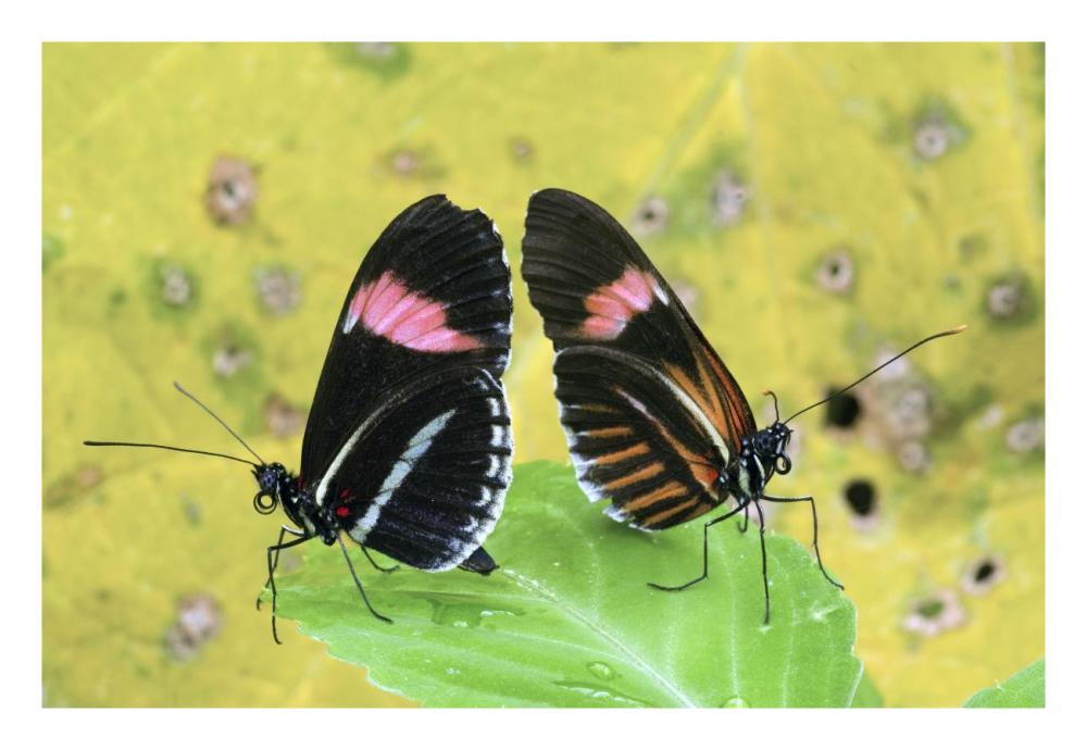Crimson-Patched Longwing Butterfly Pair, Ecuador-Paper Art-26X18