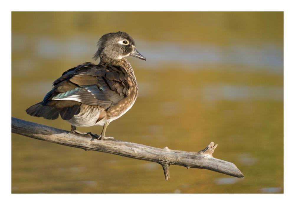Wood Duck Female, North Chagrin Reservation, Ohio-Paper Art-26X18