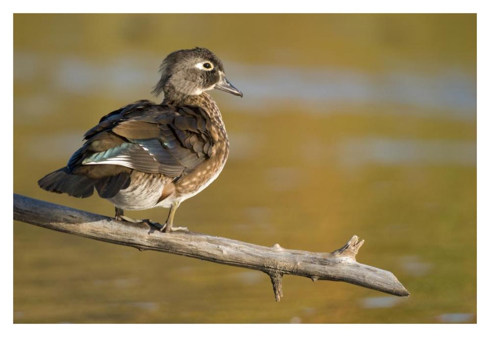 Wood Duck Female, North Chagrin Reservation, Ohio-Paper Art-38X26