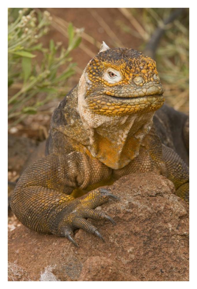 Galapagos Land Iguana, Galapagos Islands, Ecuador-Paper Art-26X38