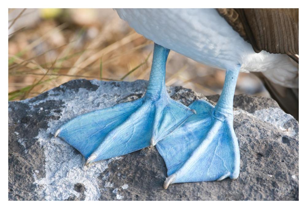 Blue-Footed Booby Feet, Galapagos Islands, Ecuador-Paper Art-38X26