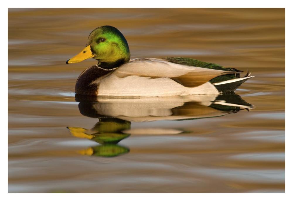 Mallard Swimming, Kellogg Bird Sanctuary, Michigan-Paper Art-38X26