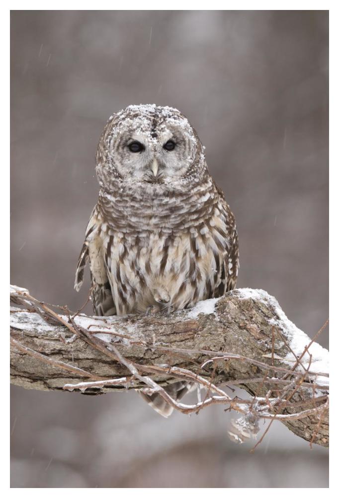 Barred Owl In Winter, Howell Nature Center, Michigan-Paper Art-34X50
