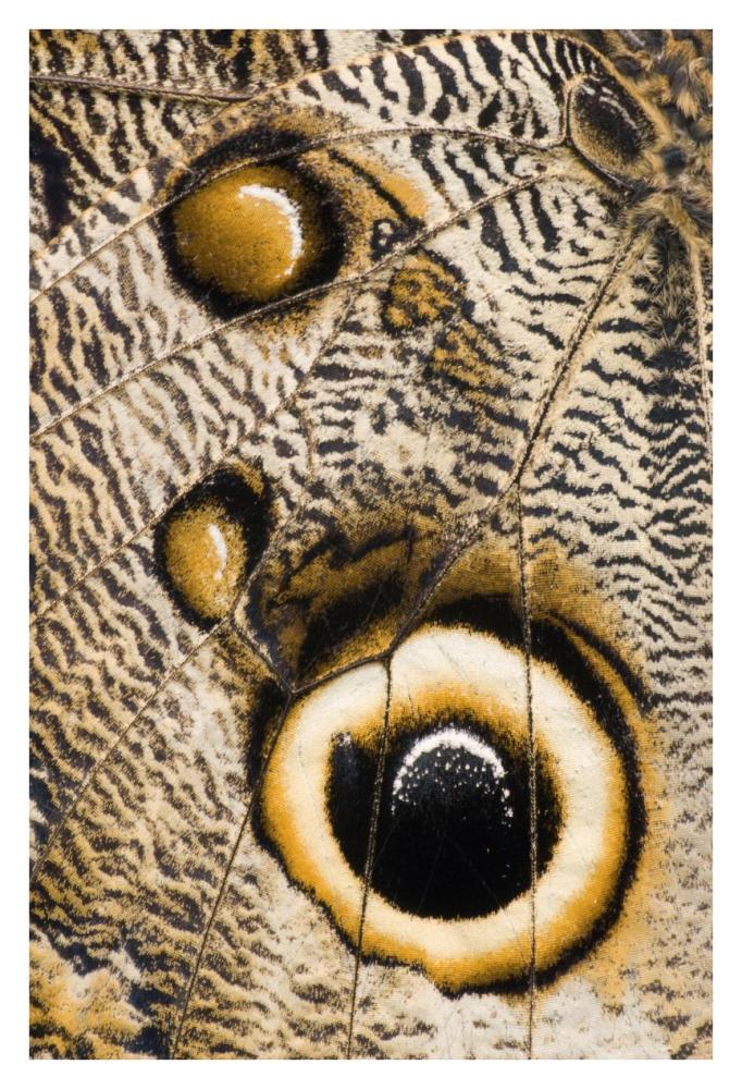 Atreus Owl Butterfly Wing With False Eyespot, Ecuador-Paper Art-26X38