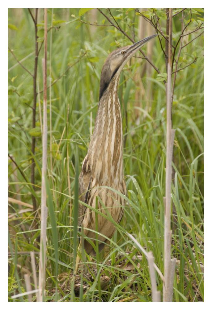 American Bittern, Magee Marsh Wildlife Area, Michigan-Paper Art-14X20