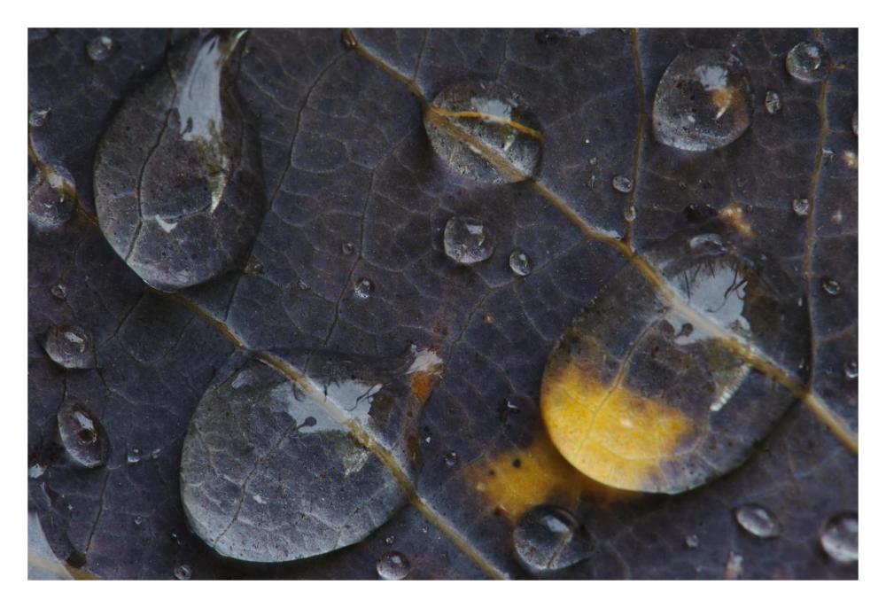 Water Drops On A Leaf, Goldenstedt, Lower Saxony, Germany-Paper Art-32X22