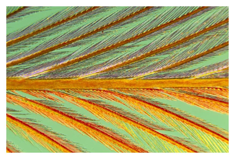 Close Up Of Feather Showing Barbules Branching Off From Barb And Tiny Barbicels-Paper Art-38X26