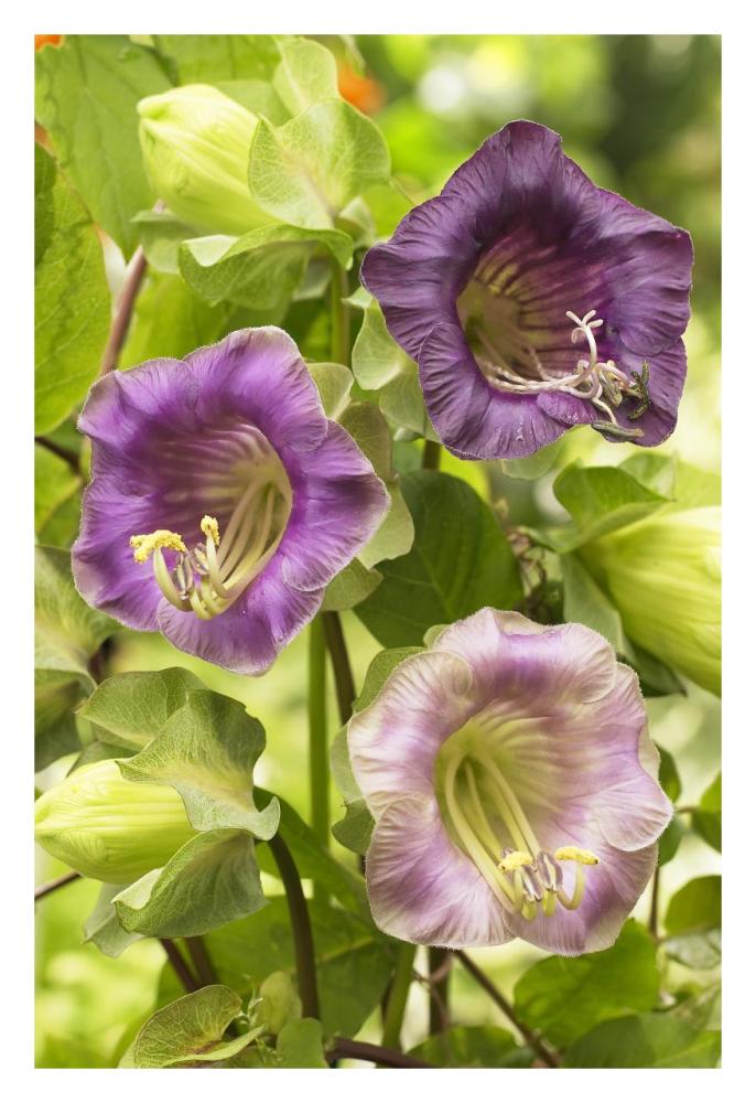 Cup-And-Saucer Vine Flowers-Paper Art-22X32