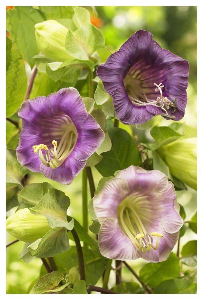 Cup-And-Saucer Vine Flowers-Paper Art-34X50