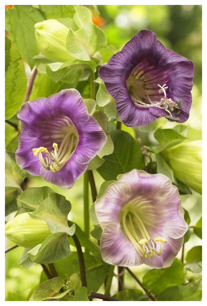 Cup-And-Saucer Vine Flowers-Paper Art-42X62