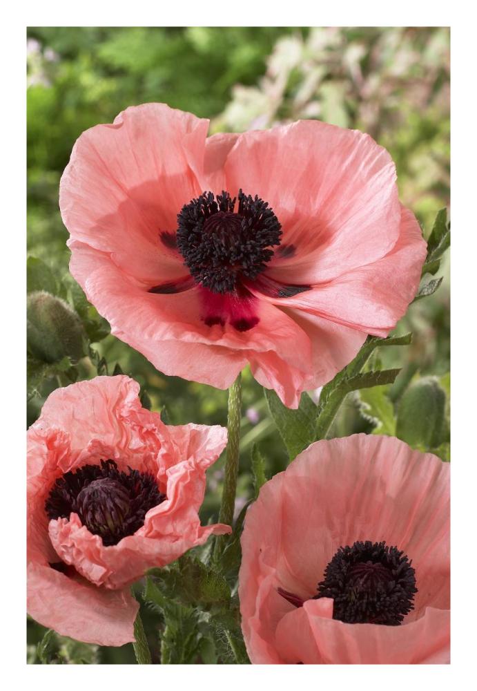 Oriental Poppy Salmon Variety Flowers-Paper Art-18X26