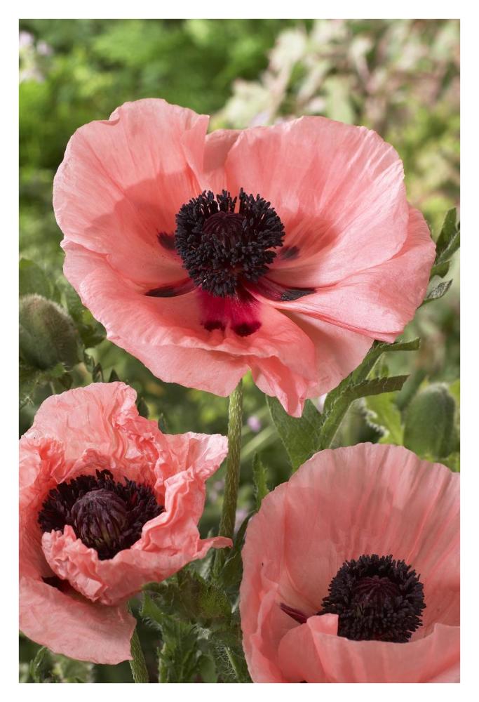 Oriental Poppy Salmon Variety Flowers-Paper Art-26X38