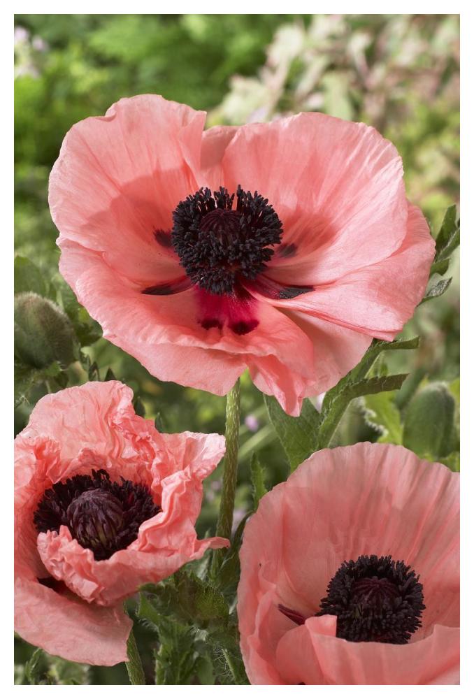 Oriental Poppy Salmon Variety Flowers-Paper Art-34X50