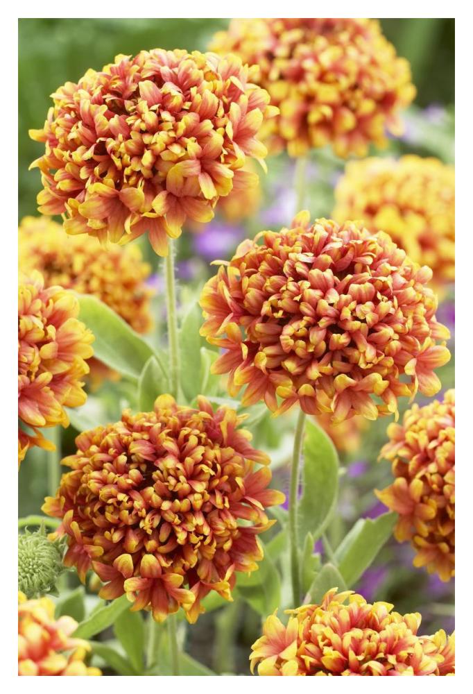 Blanketflower Dakota Reveille Variety Flowers-Paper Art-14X20