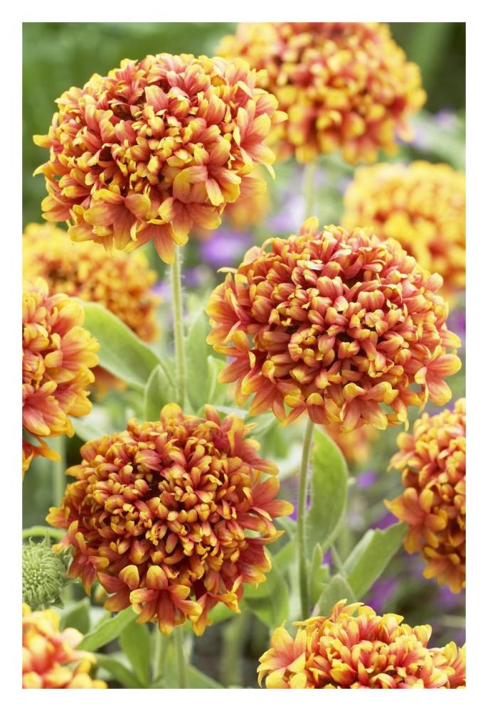 Blanketflower Dakota Reveille Variety Flowers-Paper Art-22X32
