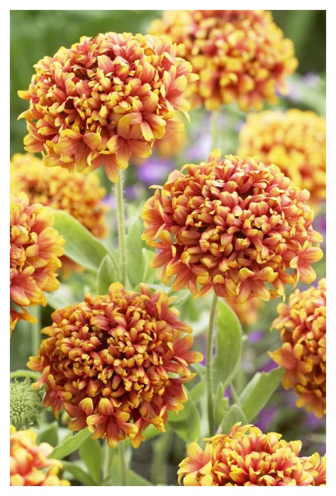Blanketflower Dakota Reveille Variety Flowers-Paper Art-34X50
