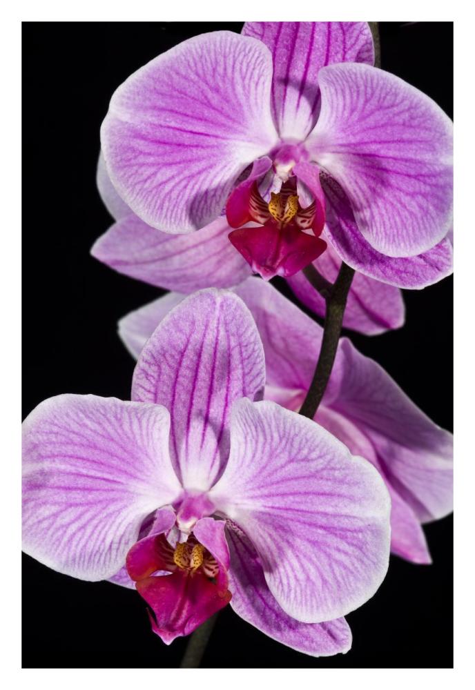 Orchid Flowering, Beveren-Waas, Belgium-Paper Art-22X32