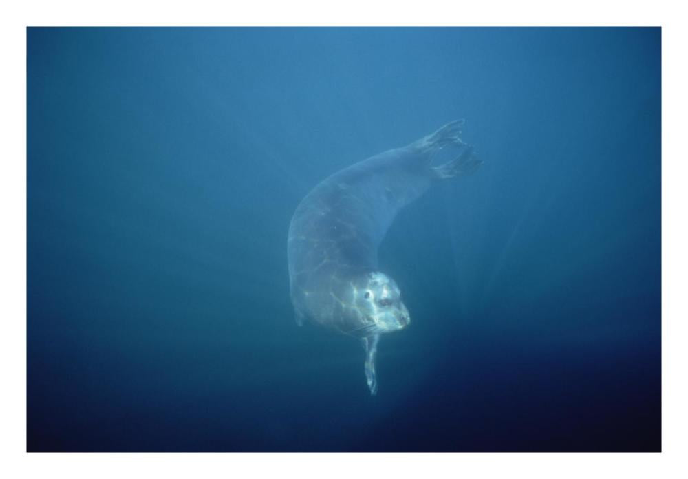 Bearded Seal Swimming Underwater, Norway-Paper Art-26X18