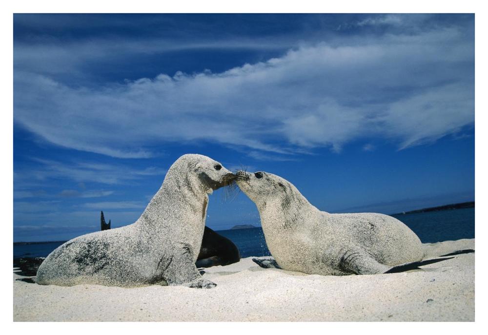 Galapagos Sea Lion Pups Covered In Sand, Galapagos Islands, Ecuador-Paper Art-38X26