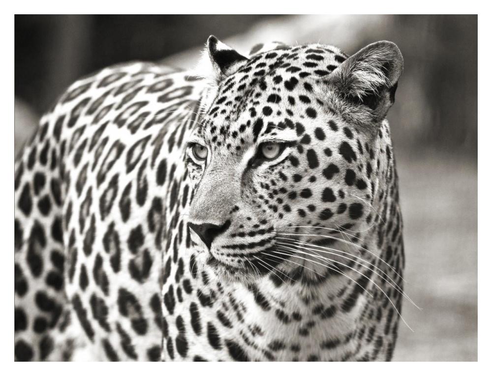 Portrait Of Leopard, South Africa-Paper Art-18X14