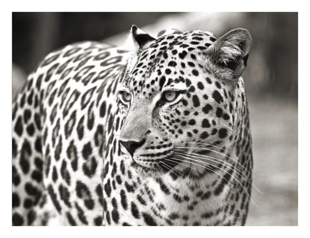 Portrait Of Leopard, South Africa-Paper Art-26X20