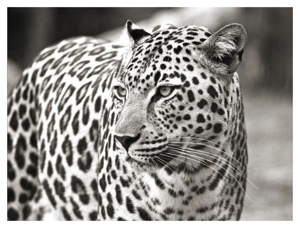 Portrait Of Leopard, South Africa-Paper Art-42X32