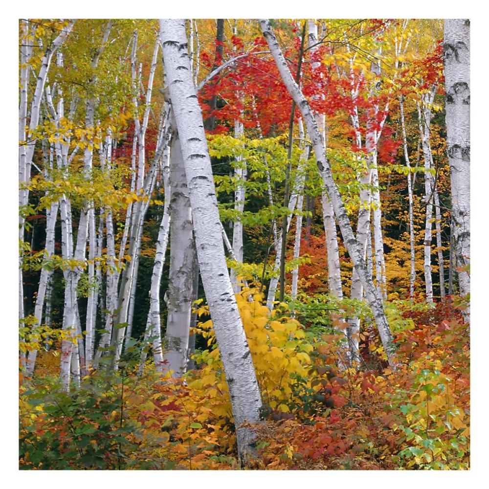 Autumn In Shelburne Forest - Triptych Left-Paper Art-26X26