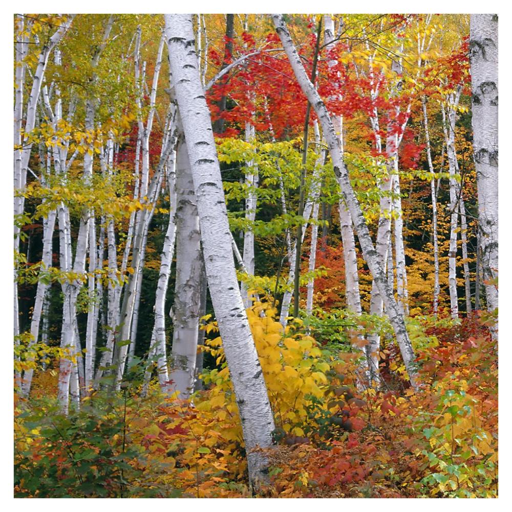 Autumn In Shelburne Forest - Triptych Left-Paper Art-38X38