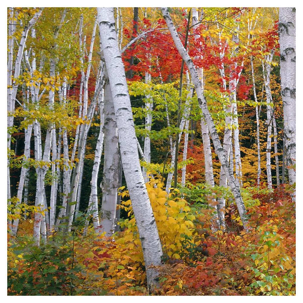 Autumn In Shelburne Forest - Triptych Left-Paper Art-42X42