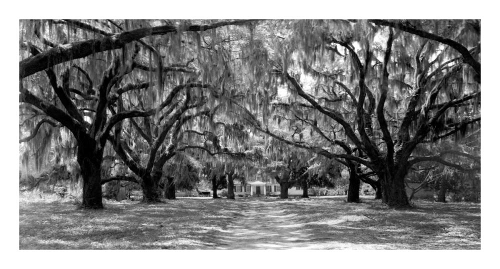 Avenue Of Oaks, South Carolina-Paper Art-26X14