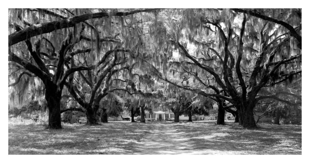 Avenue Of Oaks, South Carolina-Paper Art-38X20