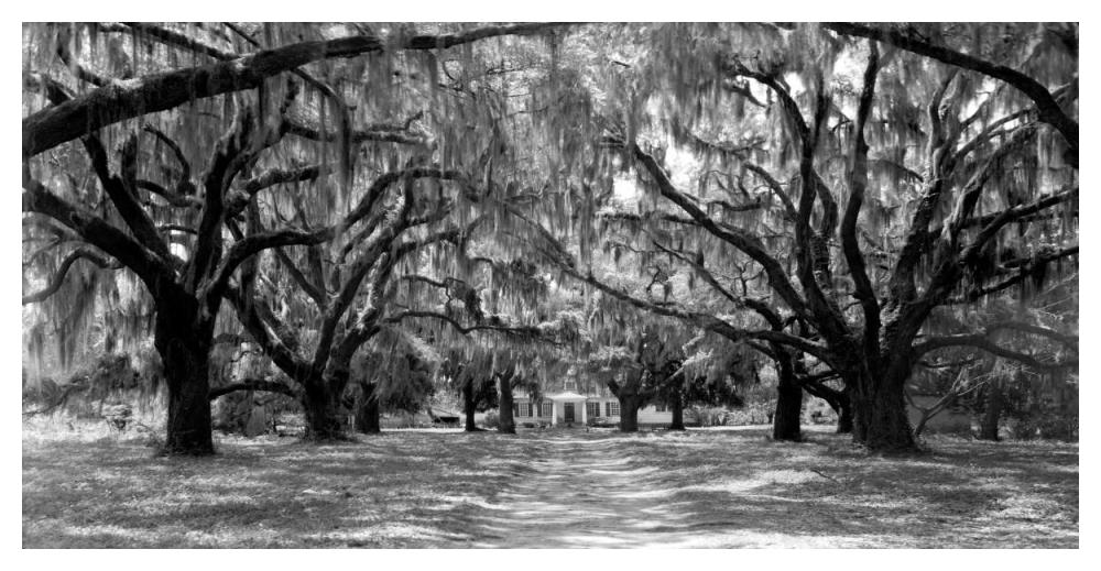 Avenue Of Oaks, South Carolina-Paper Art-50X26